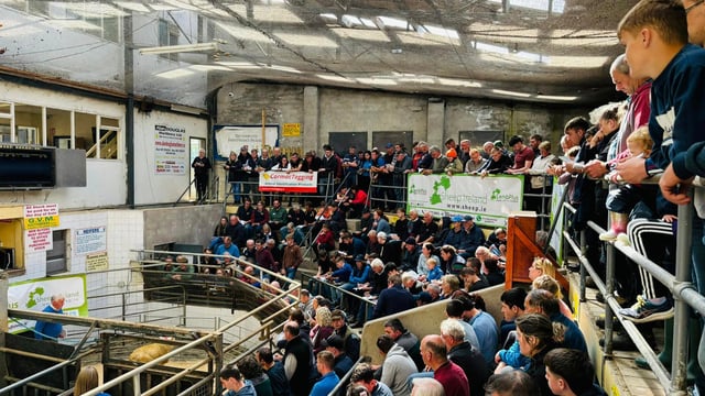 Average ram price of €853 at Sheep Ireland sale