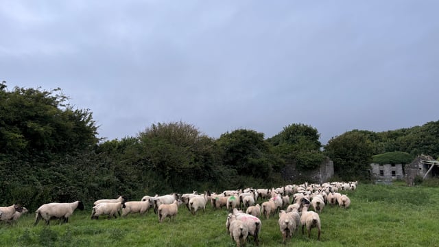 Gardaí call on walkers to keep dogs on leads near sheep