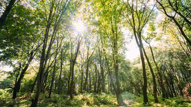 €12,000 prize fund for RDS forest and woodland awards