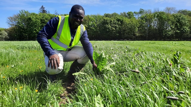 Sward diversification to minimise fertiliser requirements