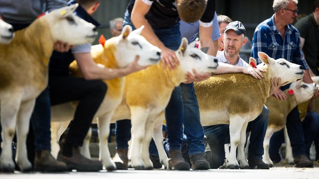 Ram lamb from Donegal flock hits €20,000 at Texel Premier sale