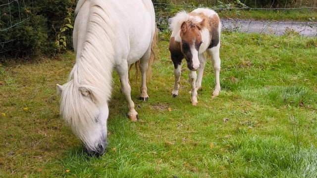 Kerry farmer appeals for information after mare and foal stolen