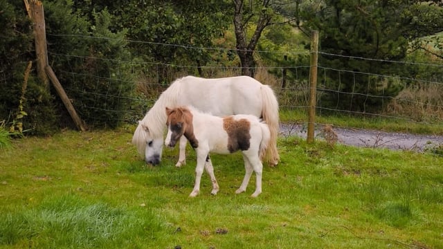 Relief for Kerry farmer as missing miniature horses recovered