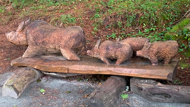 Opinion: Our forest parks are an amazing resource