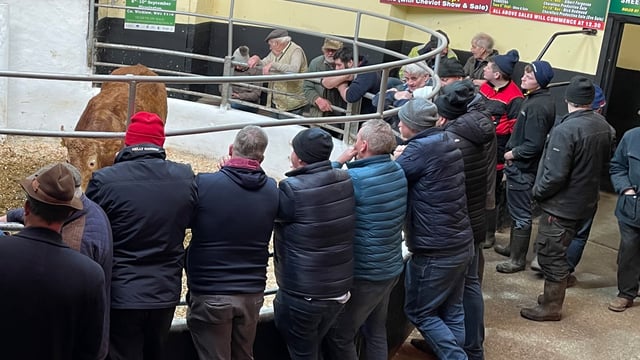 Nearly 500,000 cattle traded through dealers and agents in 2023