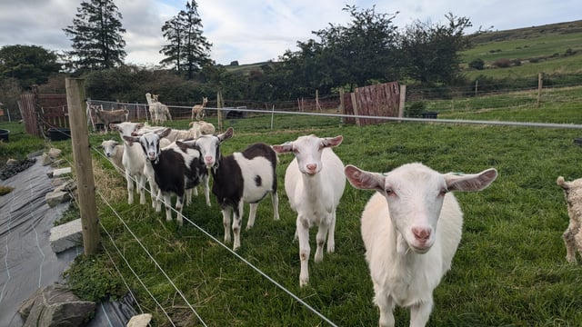 'Working with goats was a dream for us' - Cork couple