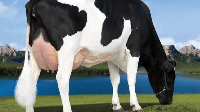 Milk components remain key priority for dairy farmers in NI