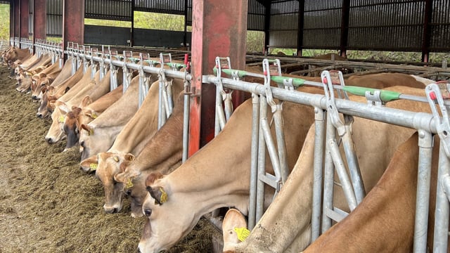 Converting bare tenant farm into dairy unit in Scotland