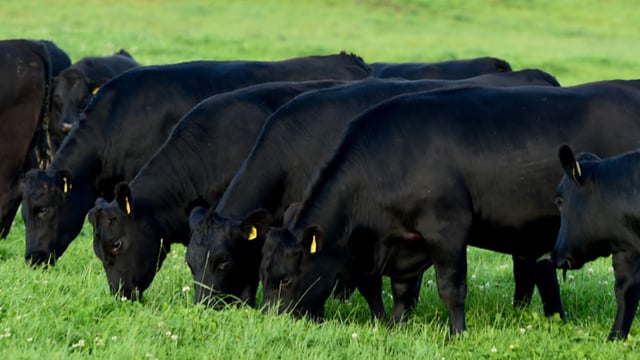 Teagasc may breed 180 elite, high genetic merit Angus calves yearly