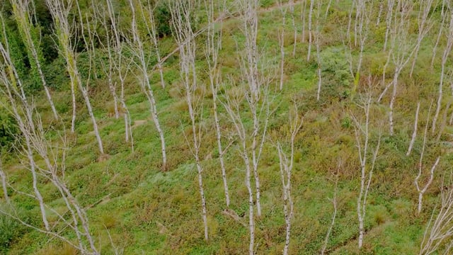 Watch: Retired farmer left with 'tree graveyard' due to ash dieback