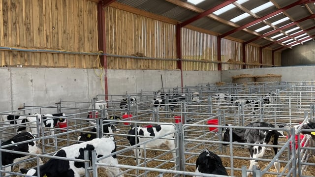 Autumn calving: Giving calves the best possible start