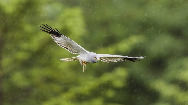 Environmental groups say hen harrier plan is a 'failed opportunity'