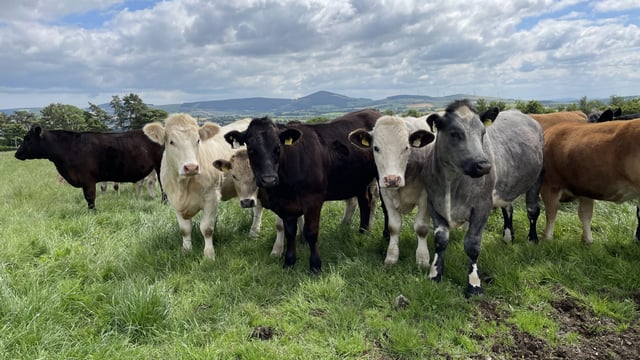 Factory quotes: Indications of strong beef trade to year end