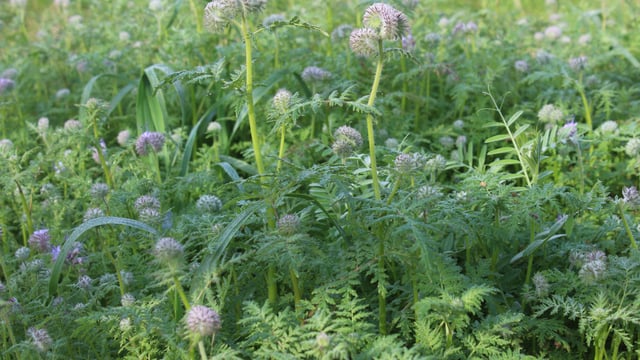 Regenerative agriculture is the future - report