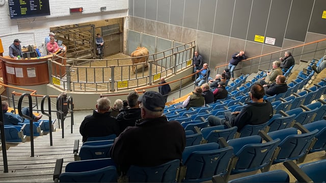 Sample cattle prices from marts around the country