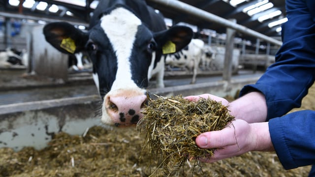 CAFRE: 'Encouraging' ammonia emissions results from dairy herd