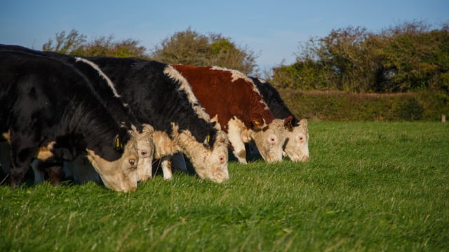 Irish Hereford Prime confirms 25c/kg bonus