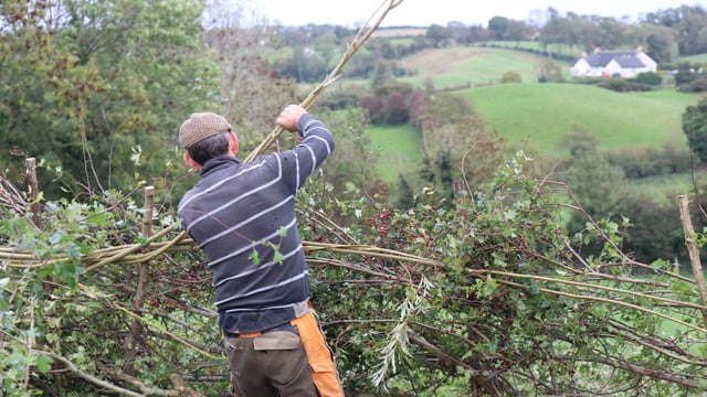 All-Ireland Hedge Laying Championships to take place in Kildare