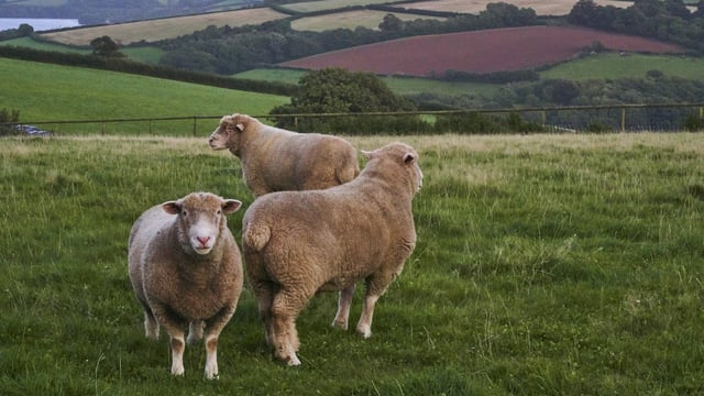 Bluetongue cases in UK rise with 41 animals infected