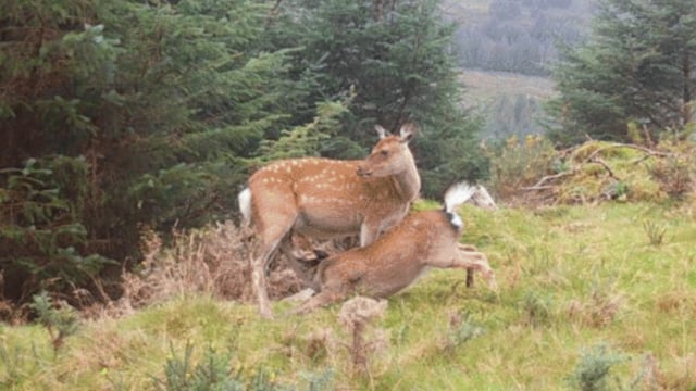 Report shows 'continued dominance' of sika deer in Wicklow