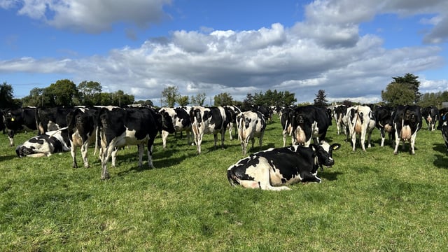 Dairy Focus: 2% empty rate with American Holstein genetics