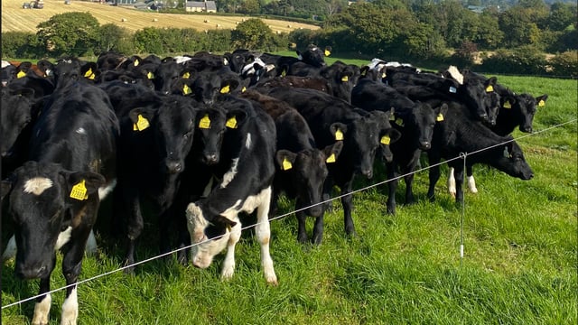 Lungworm in calves can pose a threat in late summer/autumn