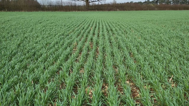 Tillage: New triticale forage option now available in UK