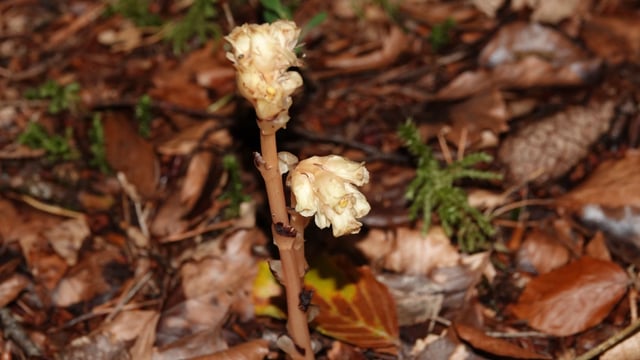 Killarney National Park rangers discover plant last seen in 1896