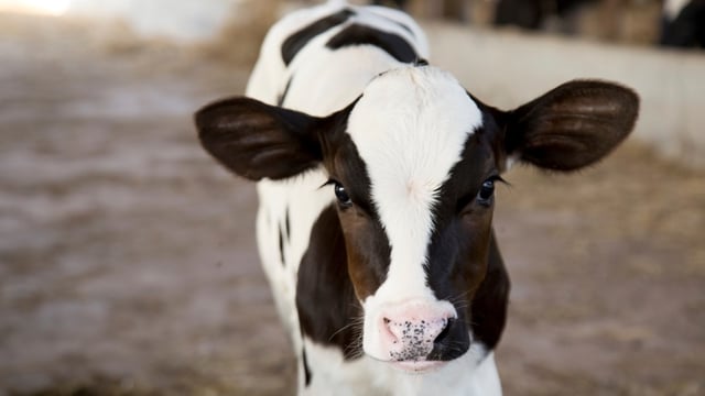 Rispoval calf village to debut at 2024 AXA National Dairy Show
