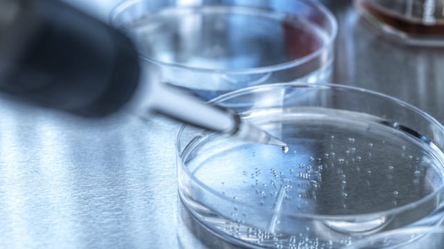 DAFM seeks laboratory service to test for BSE and scrapie
