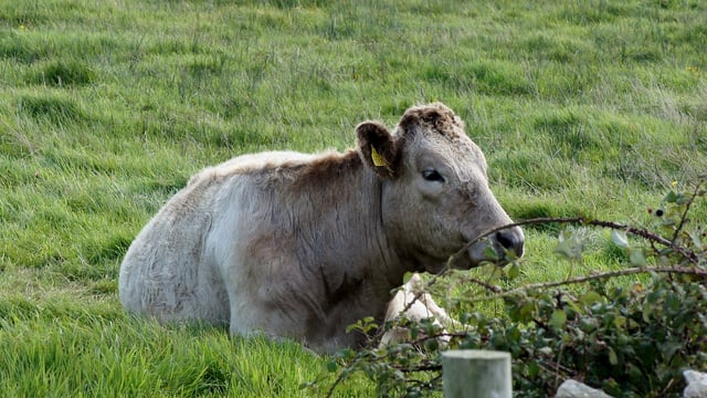 Bovine TB: Has any progress been made on a vaccine?