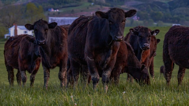 Insurance on drop in cattle prices for farmers in Canada