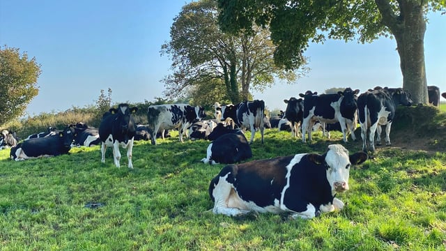 ABP Monitor Farms: Update from Cork dairy and beef farm