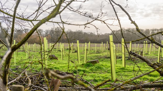 60 forestry licences issued by DAFM last week