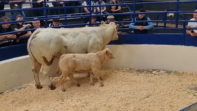 Mart report: Cow and calf makes €5,100 at Carrigallen Mart