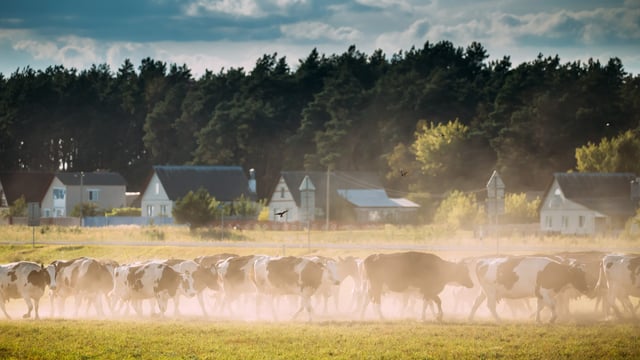 €53m Danish scheme to support more climate-friendly dairy