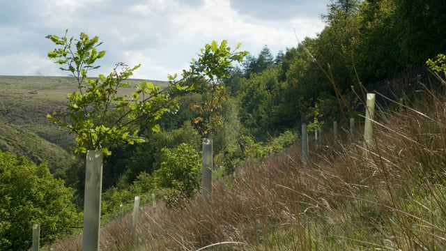 43 forestry licences granted last week by DAFM