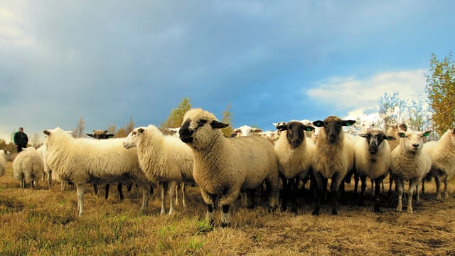 NI farmers warned to be 'vigilant' because of bluetongue case in Wales
