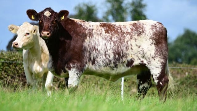 Top price of £13,300 at Cherryvalley timed auction