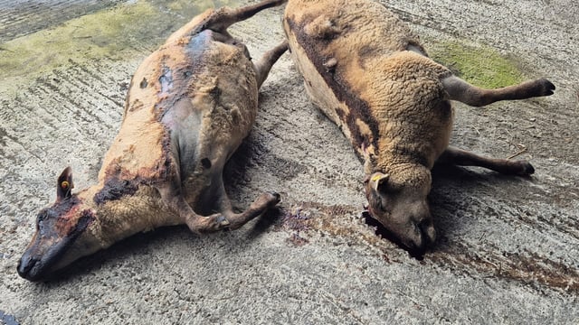 'I know my stock were tormented' - Wexford farmer