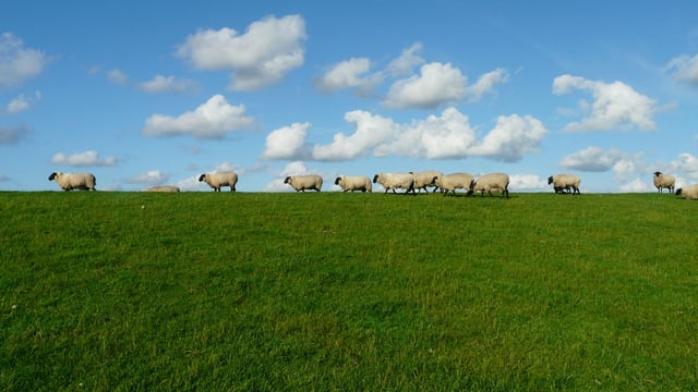 Sheep trade: Hogget weights tighten as ewe price rises