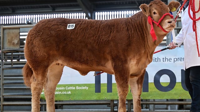 New NI record price set for Limousin heifer at auction