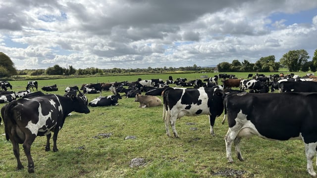 What might a loss of the derogation mean for individual farms?