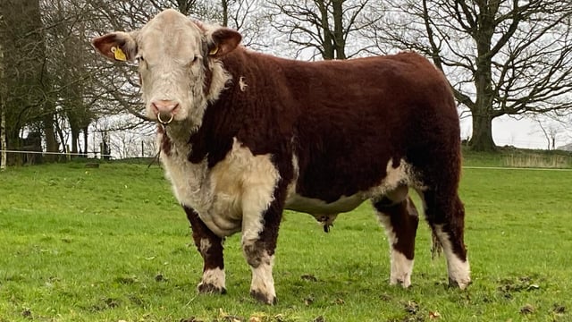 Hereford society autumn premier bull sale this Saturday
