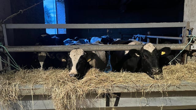 Bóthar ships 30 in-calf heifers to Kosovo to assist family farms
