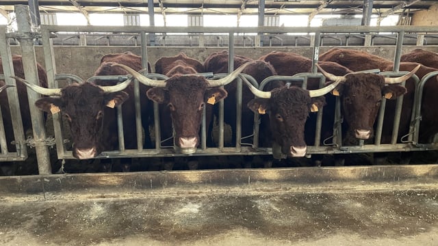 Watch: Parlour designed for milking Salers suckler cows