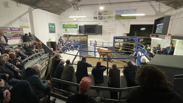 Full house and strong trade at Carnaross Mart weanling sale