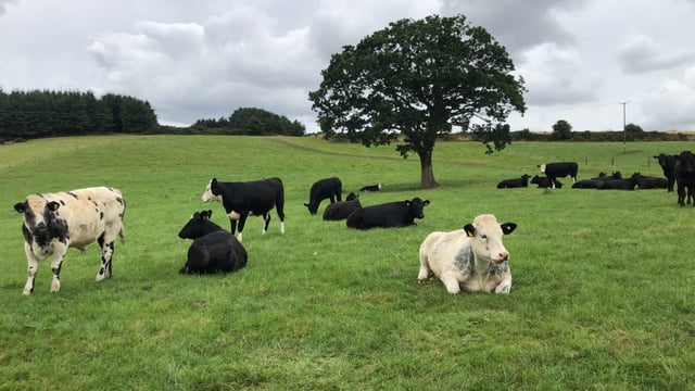 ABP Demo Farm wins 2024 Chambers Ireland award