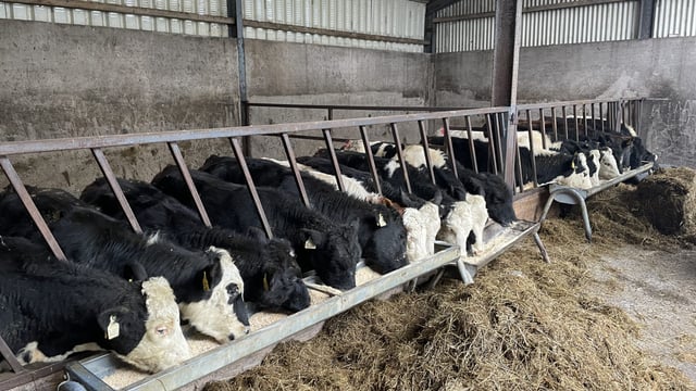 Reminder: Mild conditions pose risks for housing cattle