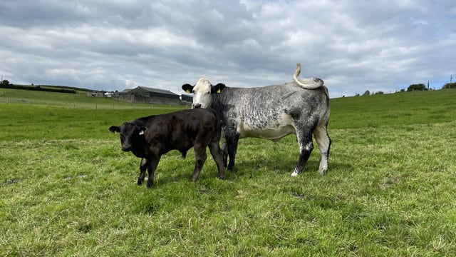 Reminder: 3 deadlines for suckler farmers in SCEP